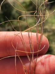 Austrostipa bigeniculata