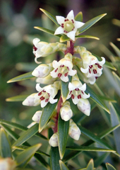 Leptecophylla robusta