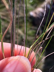 Austrostipa bigeniculata