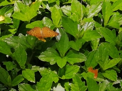 Phalanta phalantha phalantha