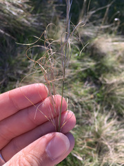 Austrostipa bigeniculata