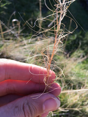 Austrostipa bigeniculata