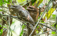 Batrachostomus moniliger