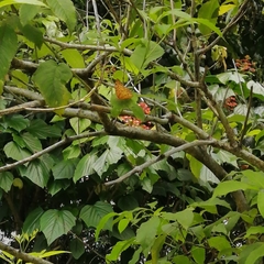 Phalanta phalantha phalantha