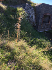 Austrostipa bigeniculata