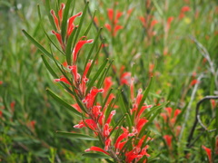 Adenanthos barbiger