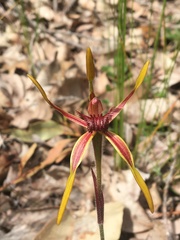 Caladenia arrecta