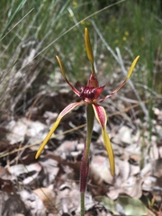 Caladenia arrecta