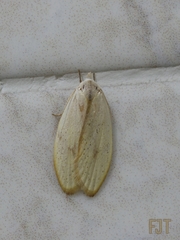 Durrantia piperatella