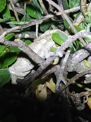 Bradypodion occidentale