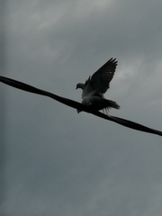 Streptopelia decaocto
