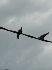 Streptopelia decaocto