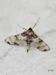 Azochis rufidiscalis