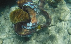 Gymnothorax rueppelliae