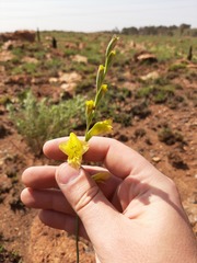 Gladiolus woodii