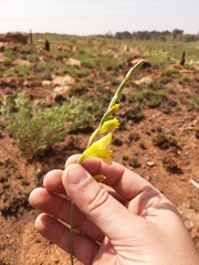 Gladiolus woodii