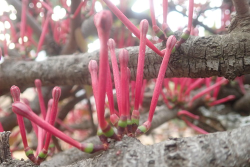 Image of Tapinanthus rubromarginatus by no rights reserved