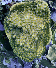 Echinopora hirsutissima image