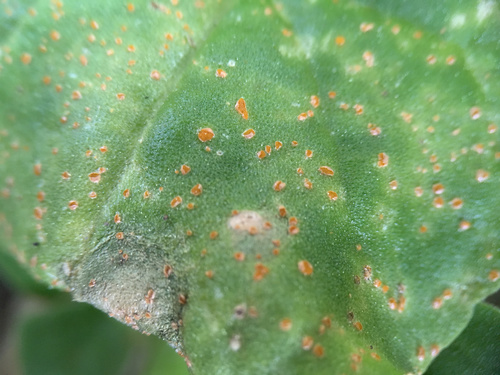 Puccinia tetragoniae image