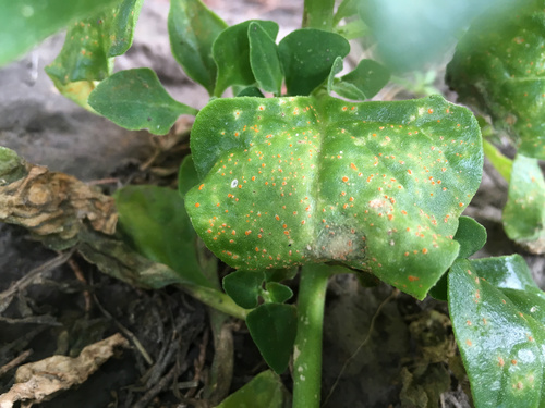 Puccinia tetragoniae image