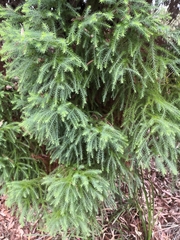 Callitris macleayana