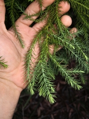 Callitris macleayana