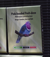 Ptilinopus porphyreus