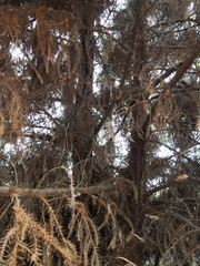 Callitris macleayana