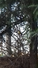 Pitangus sulphuratus