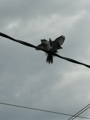 Streptopelia decaocto