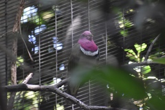 Ptilinopus porphyreus