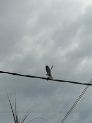 Streptopelia decaocto
