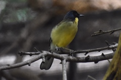 Pterorhinus courtoisi