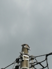 Streptopelia decaocto