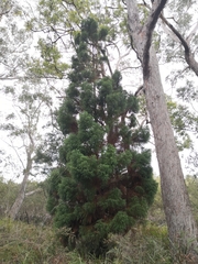 Callitris macleayana