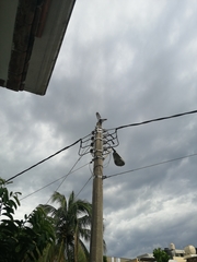 Streptopelia decaocto