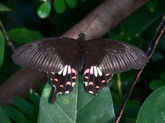 Papilio polytes