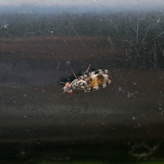 Pseudotephritis
