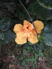 Hibiscus rosa-sinensis