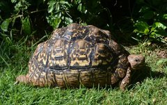 Stigmochelys pardalis
