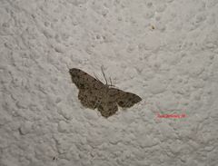 Scopula plantagenaria