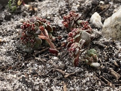 Crassula umbellata