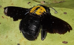 Xylocopa aestuans