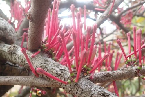 Image of Tapinanthus rubromarginatus by no rights reserved