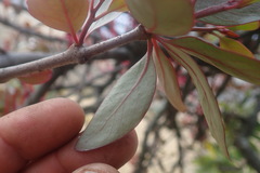Tapinanthus rubromarginatus