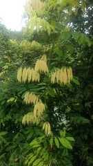 Millettia pachycarpa