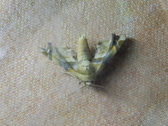 Eutelia callichroma