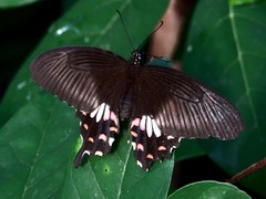 Papilio polytes