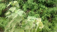 Mallotus apelta