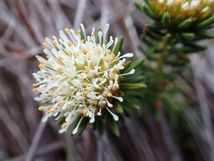 Agathosma hookeri